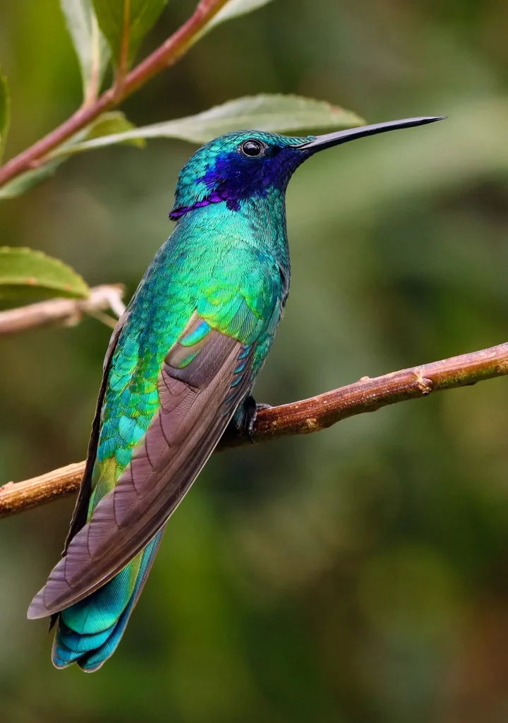 Blue and green hummingbird perched on a branch