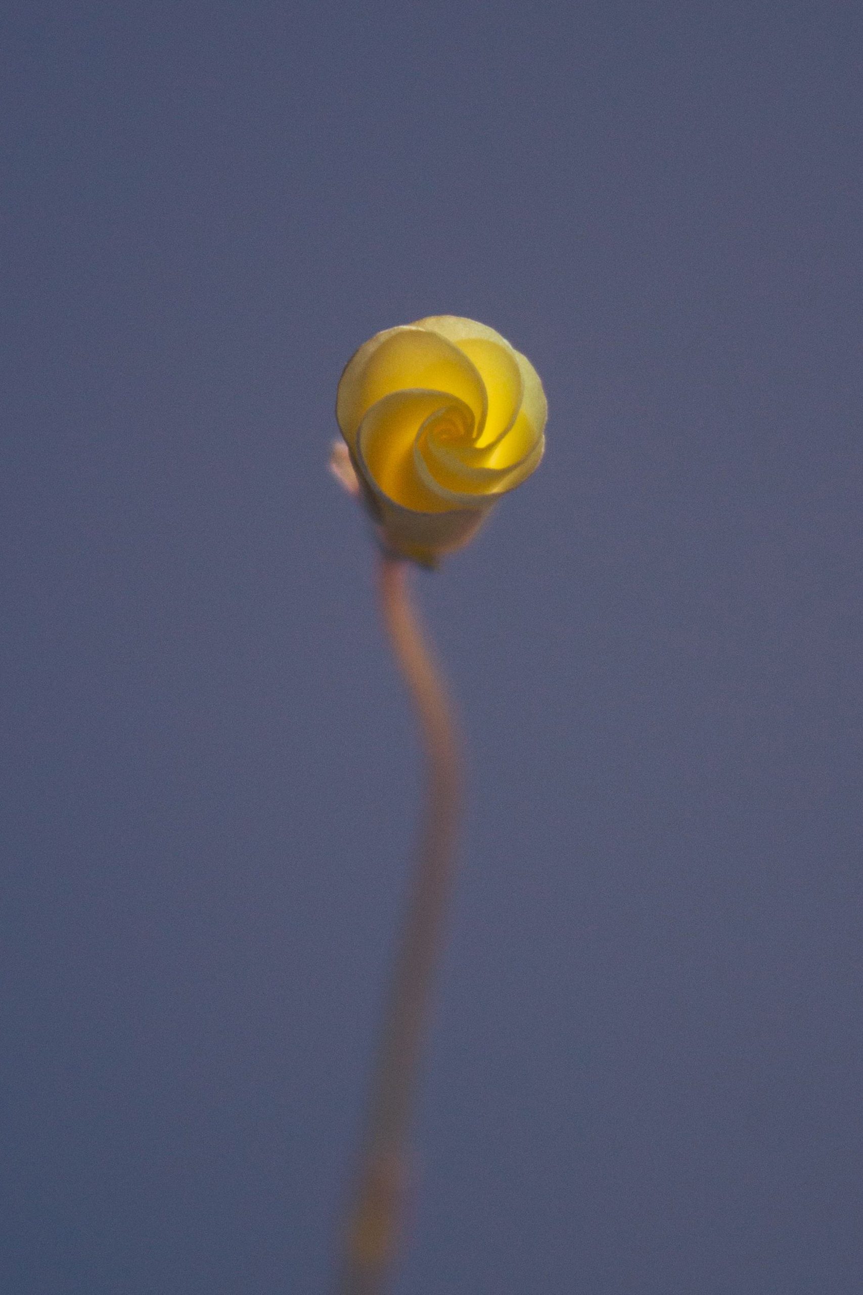 Minimalist close-up of a yellow bud with a blue sky background