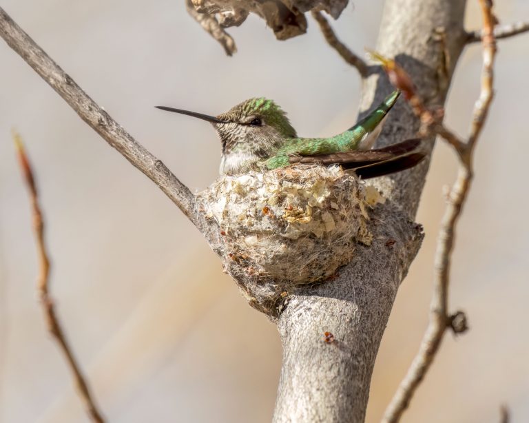 Light green hummingbird sitting in its nest, which is tucked at the base of a branch