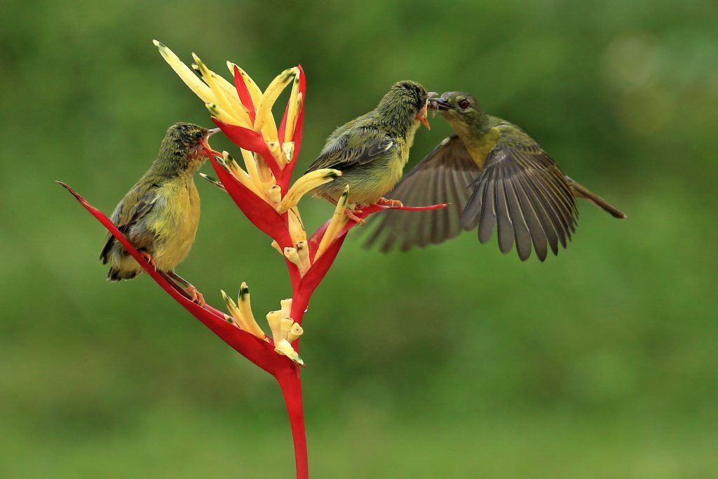 Hummingbirds gathered on a vibrant bloom, displaying natural behavior in a serene outdoor setting.